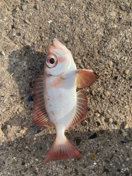 2024ライトゲーム第5戦