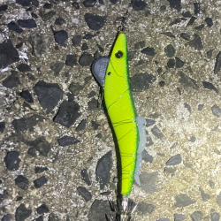 強風荒れ模様中風裏ヤリイカ