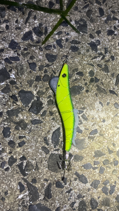 強風荒れ模様中風裏ヤリイカ