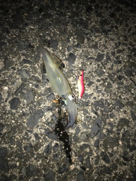 ヤリイカゲーム🦑🦑🦑