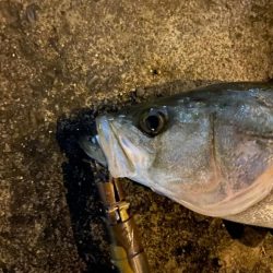 久々のシーバス