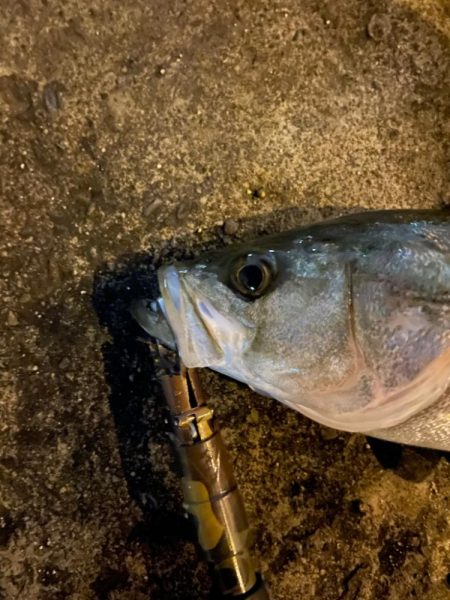 久々のシーバス