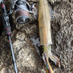 今年はヤリイカいいかも！