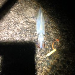 ヤリイカ釣行