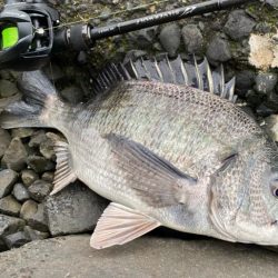 雨上がりチニング