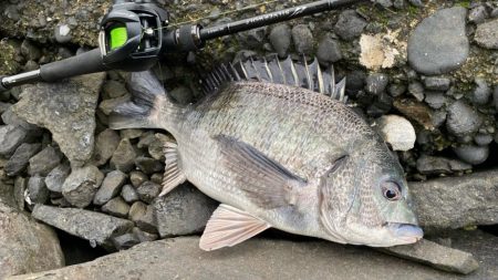 雨上がりチニング