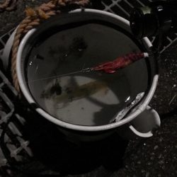 ヤリイカ激渋！