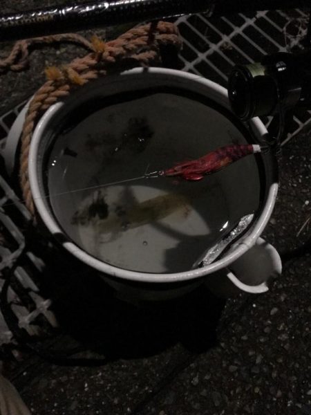 ヤリイカ激渋！