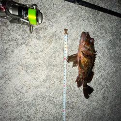 カサゴとメバル