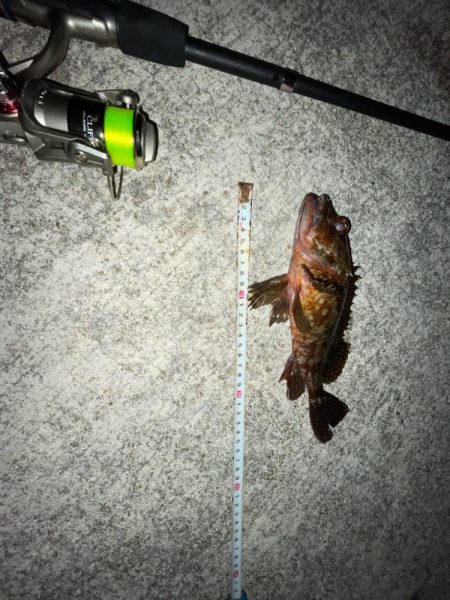 カサゴとメバル