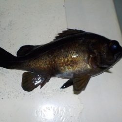 初船メバルサビキ〜盛和丸〜