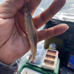 ワカサギ釣り