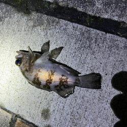 メバリング　釣れました