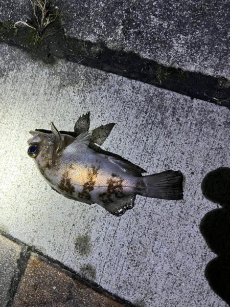 メバリング　釣れました