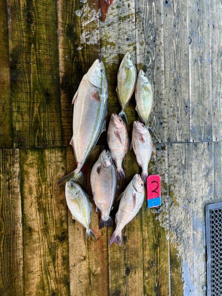 あなたに逢い鯛釣り堀