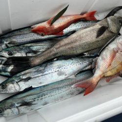 初のサワラブレードジギング