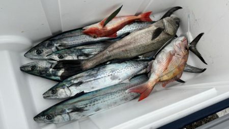 初のサワラブレードジギング