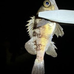 大阪南部ライトゲーム