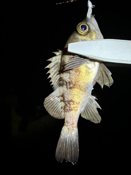 大阪南部ライトゲーム