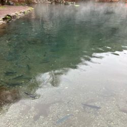 エリアトラウト