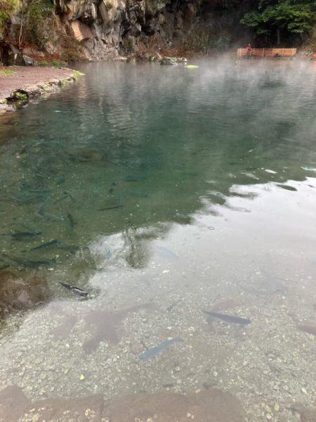 エリアトラウト