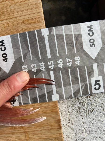 食べごろマダイ