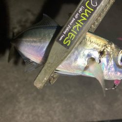 今夜もアジ探し