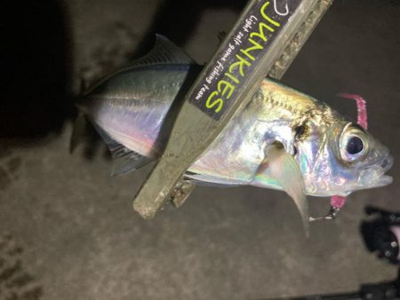 今夜もアジ探し