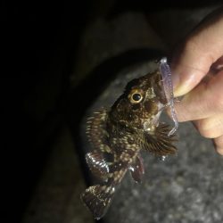 夕まずめチャレンジ🎣