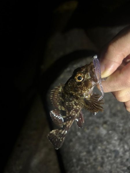 夕まずめチャレンジ🎣