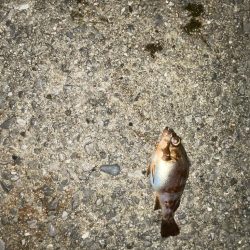 少し厳しかった…