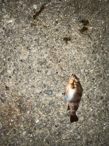 少し厳しかった…