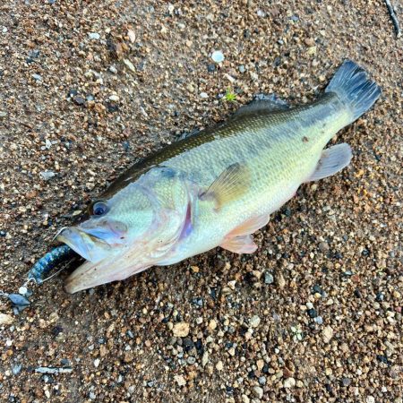 稚ギル喰いを求めて