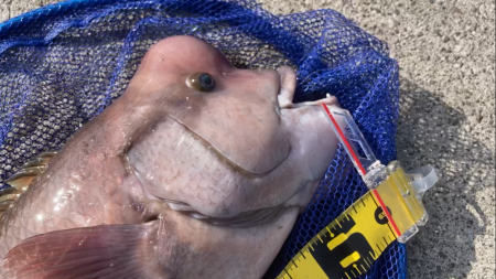 初かぶせでデカコブゲット！