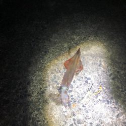 ヤリイカ釣行