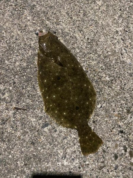 アジングのはずが・・・