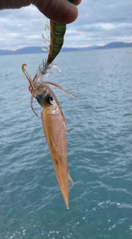 節分ヤリイカ！