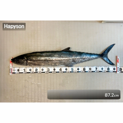 サワラ/ブレードジギング