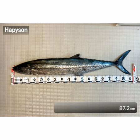 サワラ/ブレードジギング