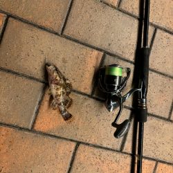 前回と同じとはならず🐟