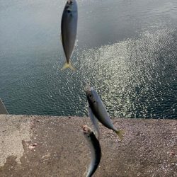 アジ、イワシ、サバ