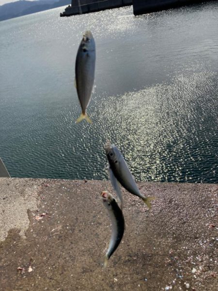 アジ、イワシ、サバ