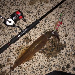 ヤリイカシーズン本格化