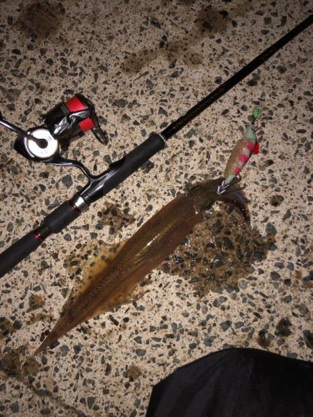 ヤリイカシーズン本格化