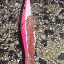 強風小雨でもヤリイカは釣れる