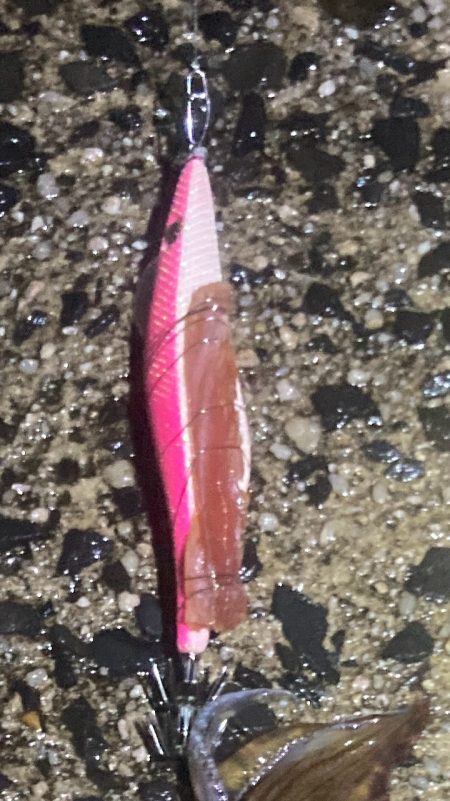 強風小雨でもヤリイカは釣れる