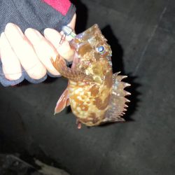 お久しアジング