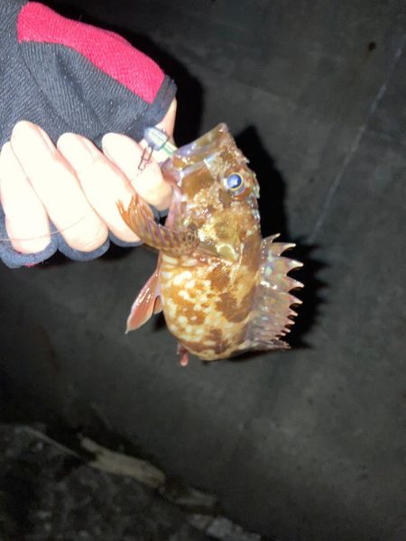 お久しアジング