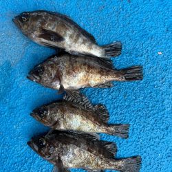 メバリング好調です