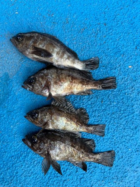 メバリング好調です